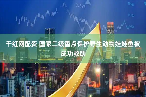 千红网配资 国家二级重点保护野生动物娃娃鱼被成功救助